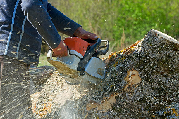 Best Tree Removal for Businesses  in USA